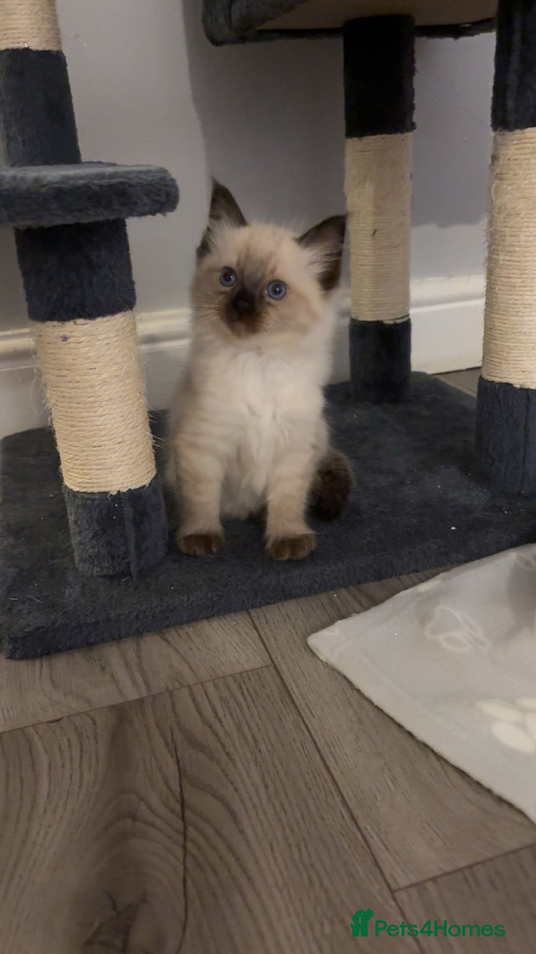 Ragdoll cats for sale: STUNNING FULLY HEALTH TESTED RAGDOLL KITTENS - Image 8