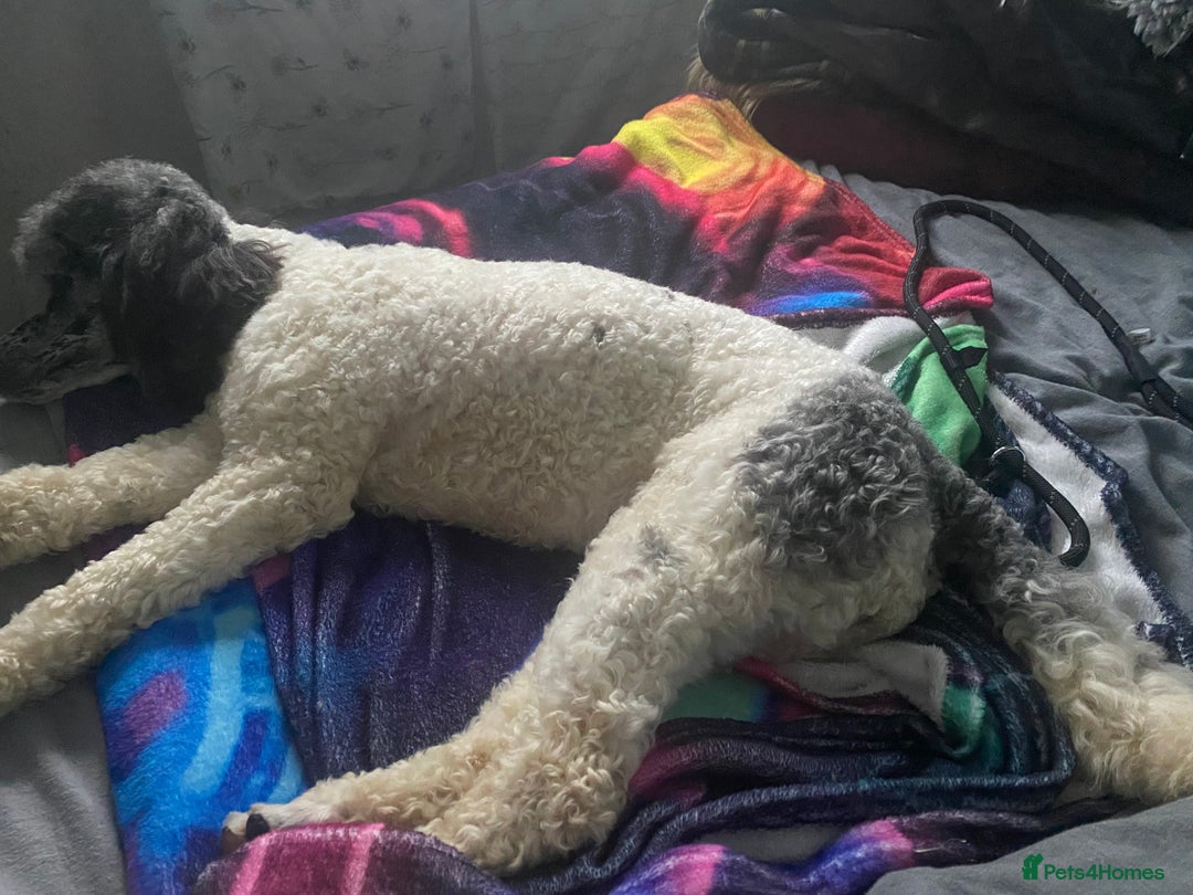 Poodle dogs for sale: Beautiful female merle parti poodle  - Advert 8