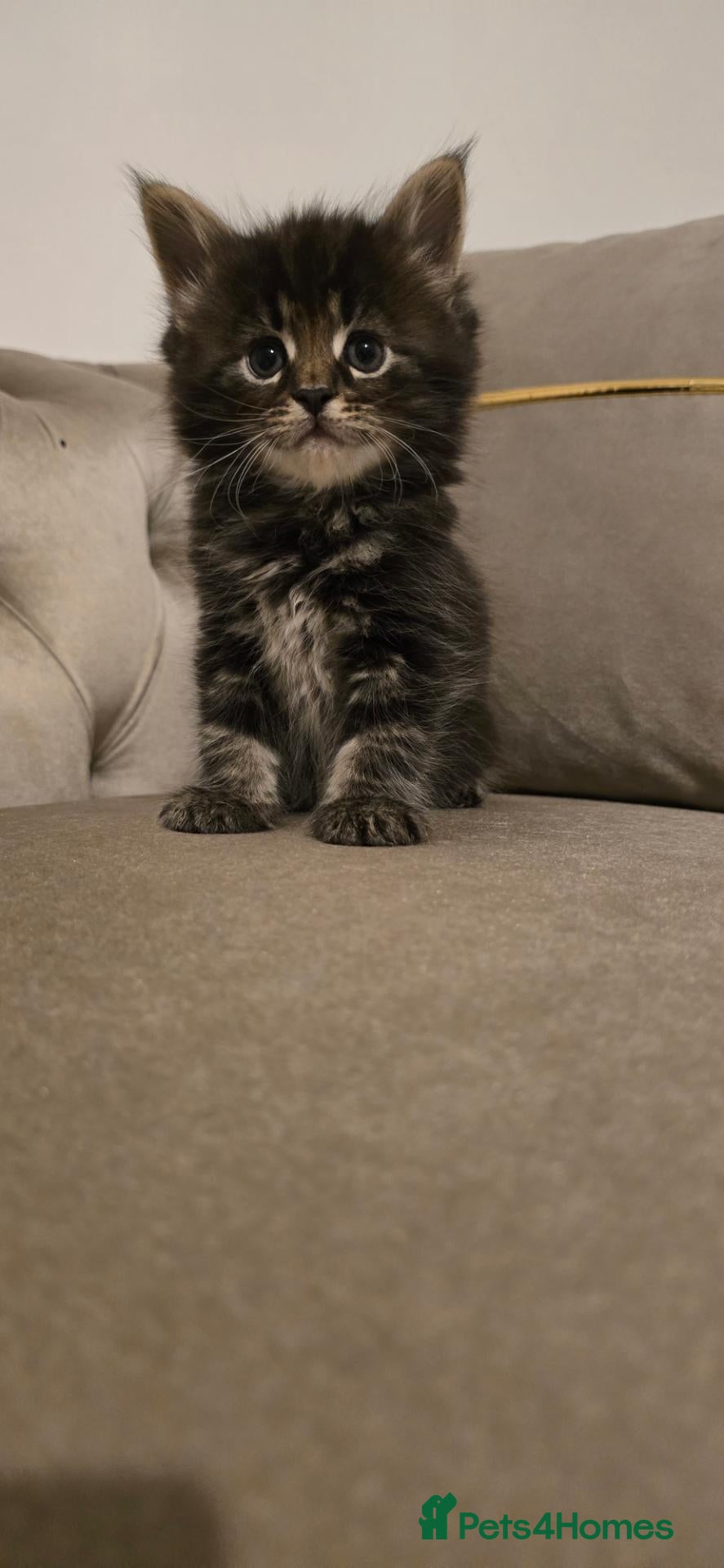 Maine Coon cats Tice registered maine coons - Advert 1