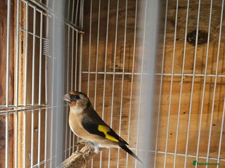 Finches birds Gold finches, Green finch & Zebra Finches - Advert 1