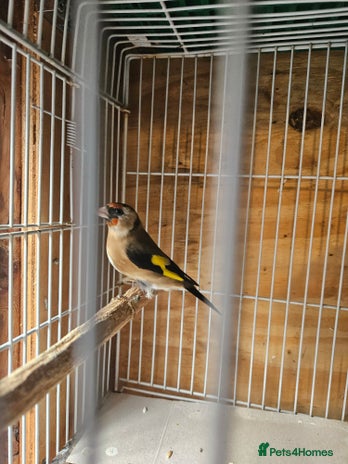 Finches birds Gold finches, Green finch & Zebra Finches - Advert 2