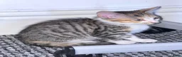 Mixed Breed cats for sale: 🩵No Deposit Ready to Go🩵 - Advert 18