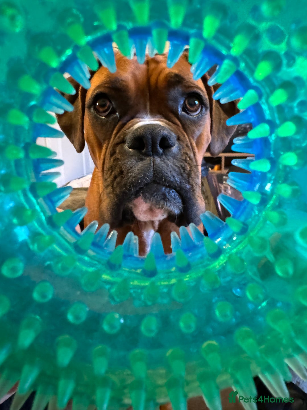 Boxer dogs for sale: Beautiful Boxer Puppies – Due Mid-November - Image 10