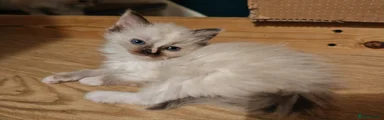 Ragdoll Kitten 1
