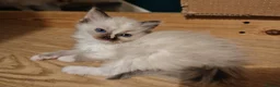Ragdoll cats for sale: Ragdoll kittens ready to go - Advert 4
