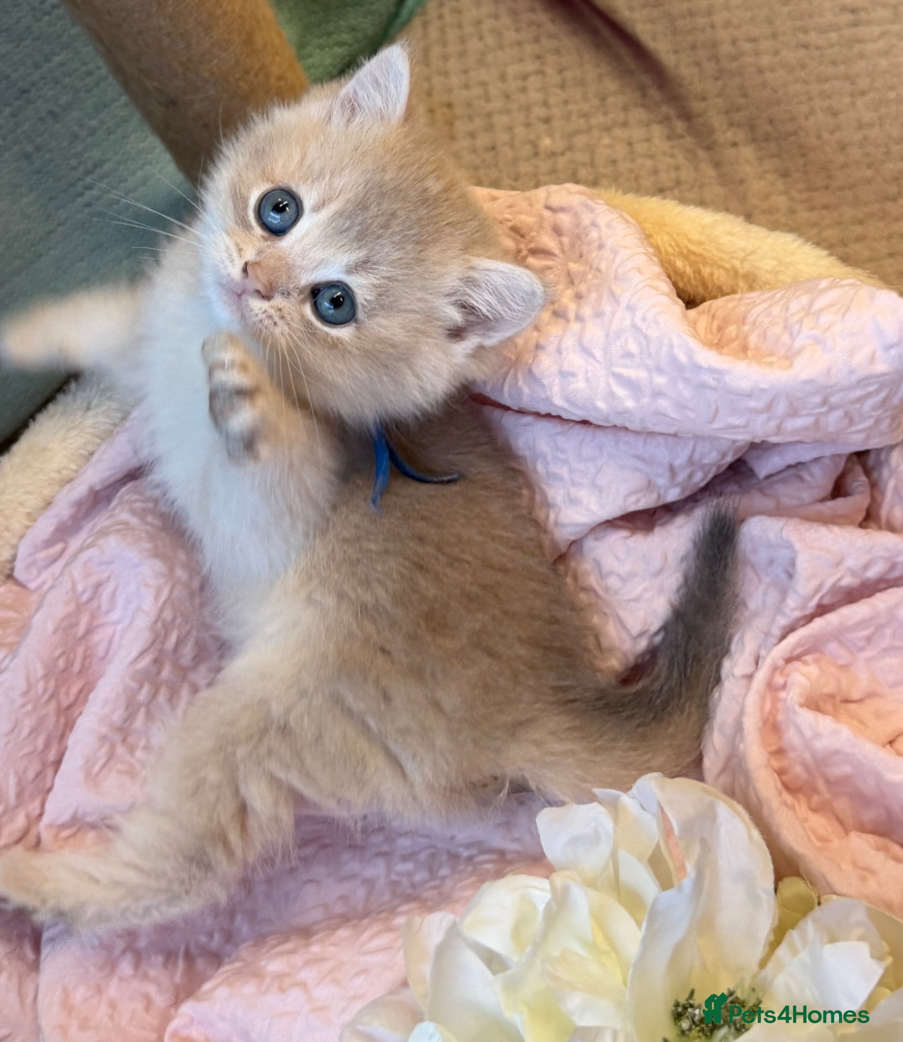 British Shorthair cats British shorthair adorable Blu golden GCCF kitens - Advert 1