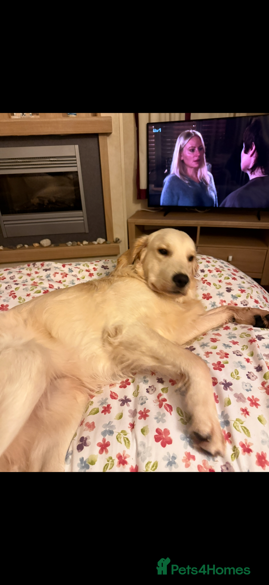 Golden Retriever dogs for sale: Golden retriever male 11 months old - Advert 2