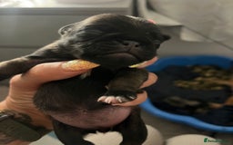 Pug dogs for sale: Adorable chunky pug puppies deposits taken now  - Advert 5