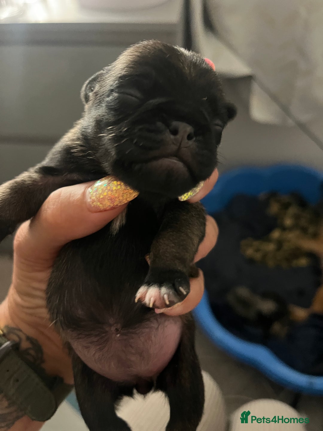 Pug dogs for sale: Adorable chunky pug puppies deposits taken now  - Advert 5