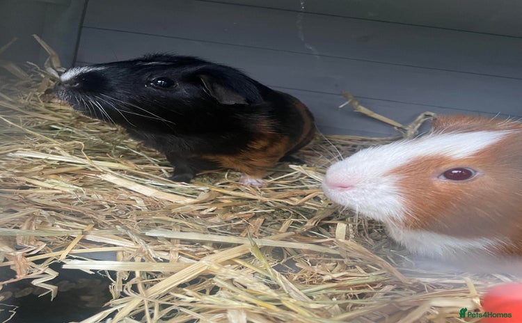 Guinea Pig rodents - Advert 3