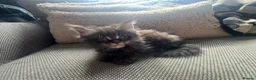 Maine Coon cats for sale: Mainecoon Kittens, ready 08/28! - Advert 11