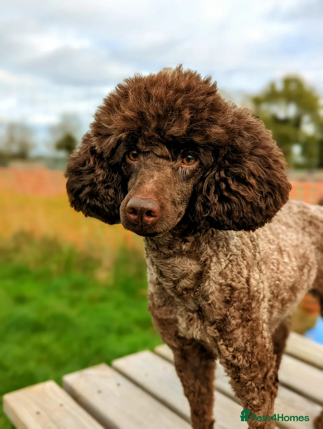 Miniature Poodle dogs for stud: Imported Brown Miniature Poodle & Cavalier Studs in Sutton Coldfield - Advert 12