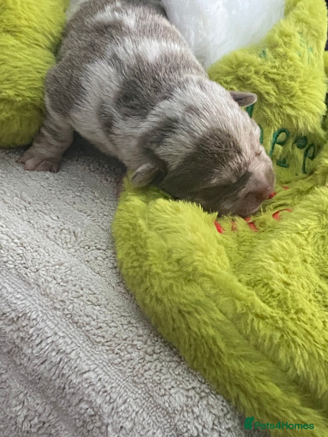 Mixed Breed dogs for sale: Can shepards - Advert 14