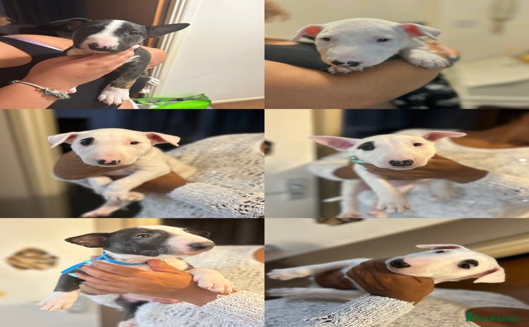 Bull Terrier dogs - Advert 1