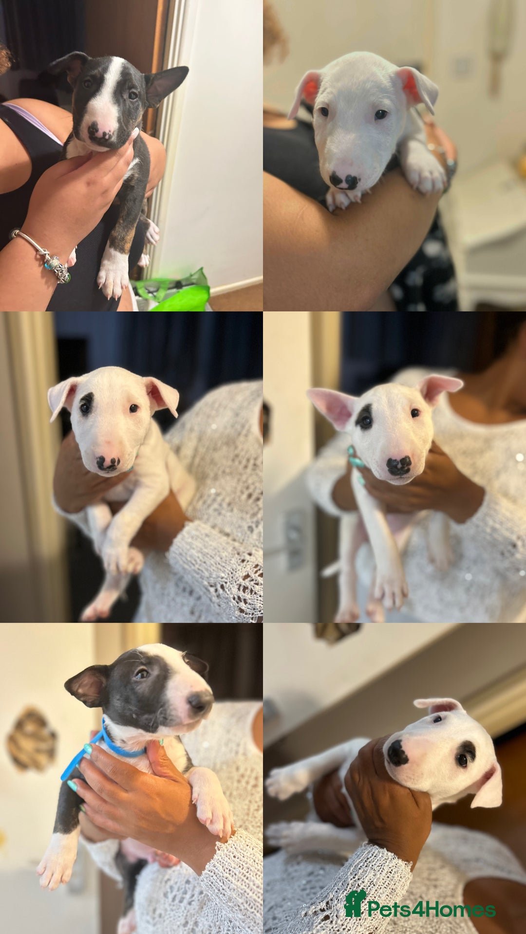 Bull Terrier dogs for sale: READY NOW. KC REGISTERED Bull Terrier Puppies - Image 1