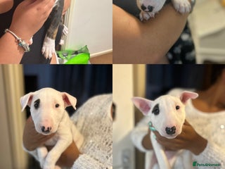 Bull Terrier dogs - Advert 1