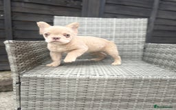 French Bulldog dogs for sale: Fluffy French bulldog male  - Image 6