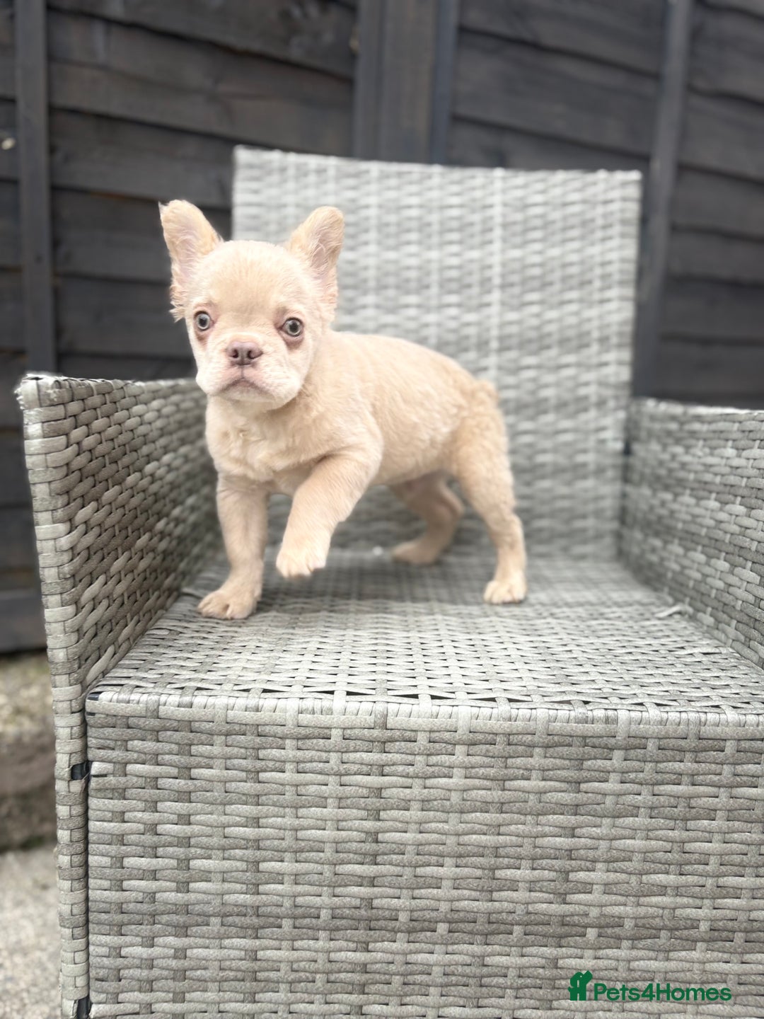 French Bulldog dogs for sale: Fluffy French bulldog male  - Image 6