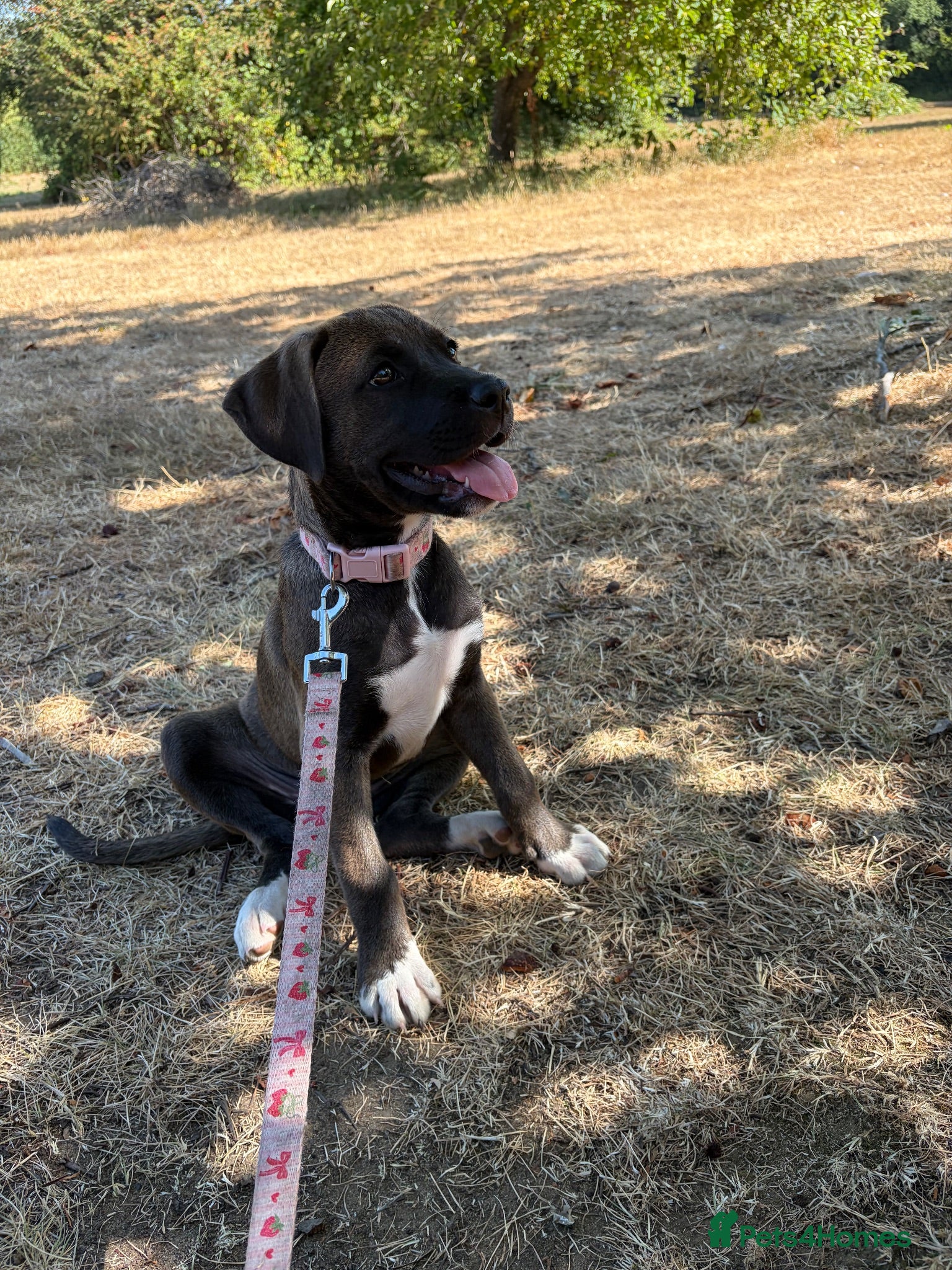 Mixed Breed dogs winnie - Advert 1