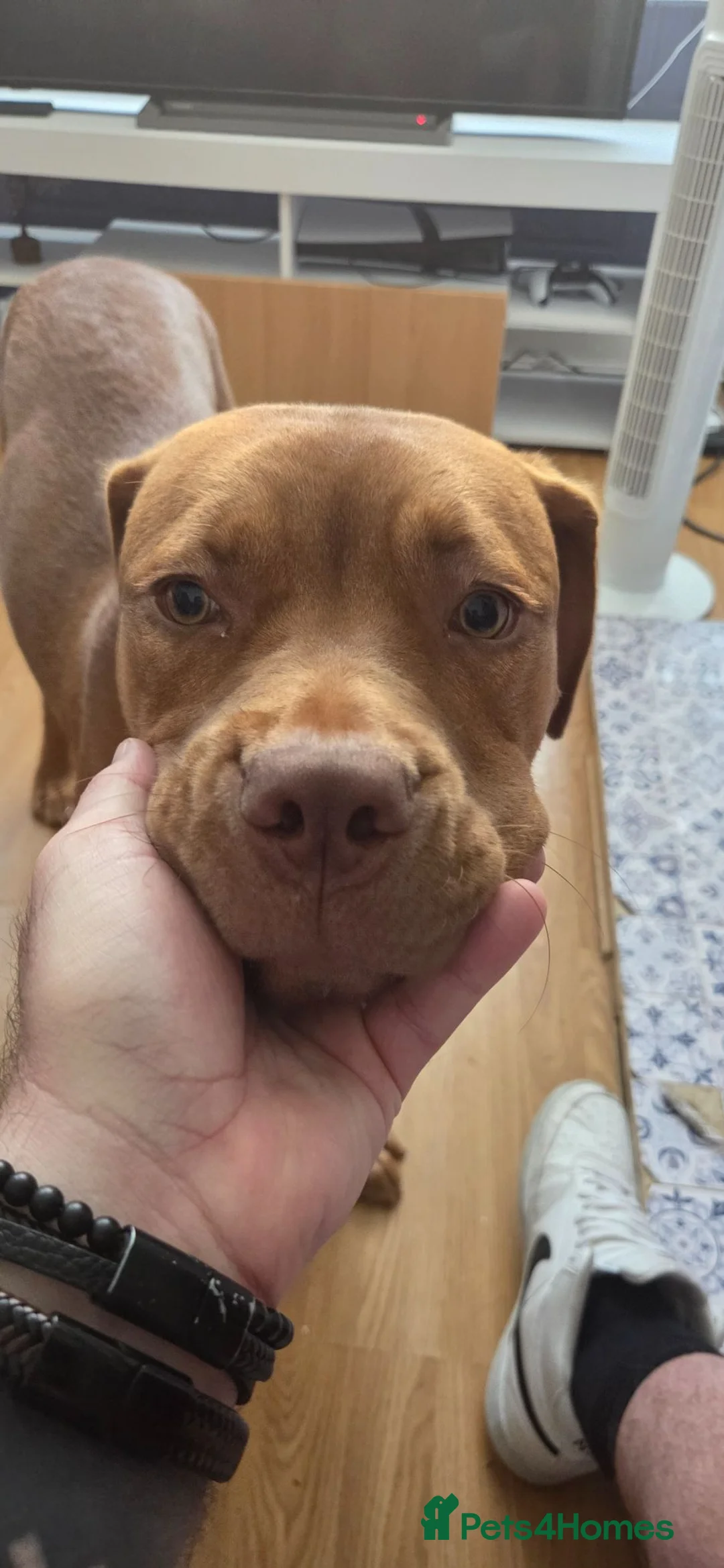 Dogue De Bordeaux dogs for sale: Douge de bordeaux - Advert 1