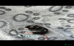 Mouse rodents for sale: Pet fancy mice babies  in Honiton - Image 7