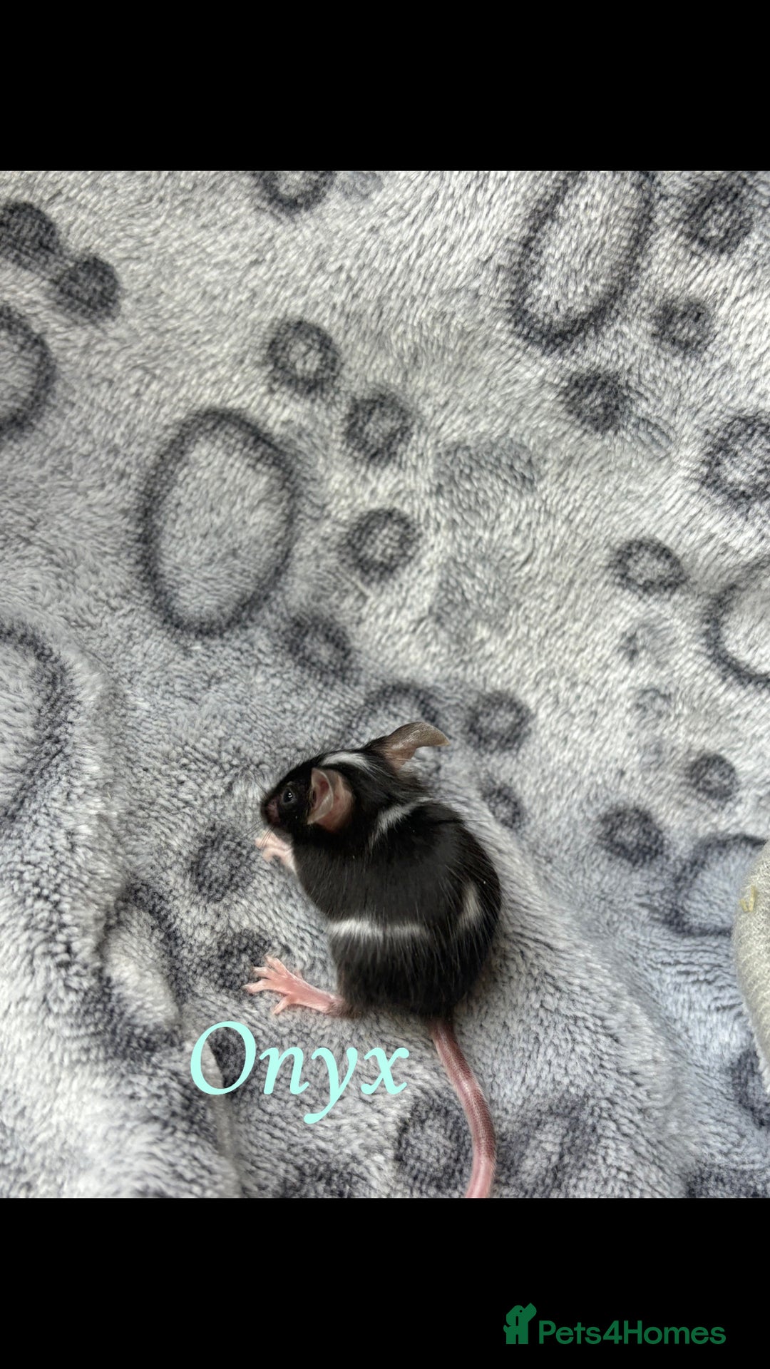 Mouse rodents for sale: Pet fancy mice babies  in Honiton - Image 7