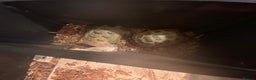 Tortoise reptiles for sale: Pair of Male Horsefield Tortoises with full set up - Advert 16