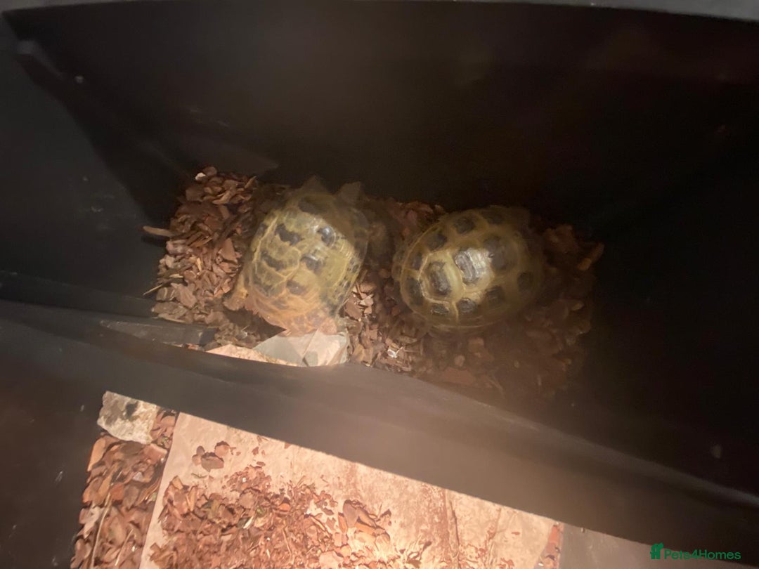 Tortoise reptiles for sale: Pair of Male Horsefield Tortoises with full set up - Advert 16