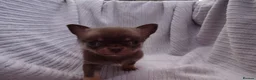 Chihuahua dogs for sale: Short Haired Chihuahua Apple Head KC Reg Puppies - Advert 27