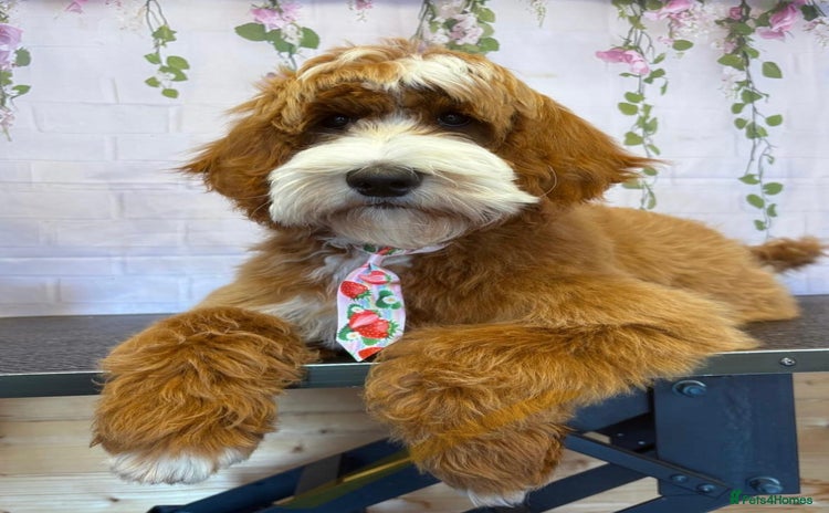 Australian Labradoodle dogs - Advert 1