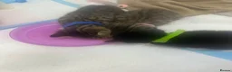 Mixed Breed cats for sale: Kittens looking for their forever loving home  in Birmingham - Advert 10