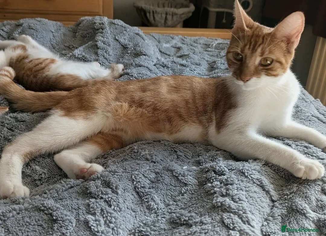 Domestic Shorthair cats for sale: 5 Ginger Kittens - Advert 38