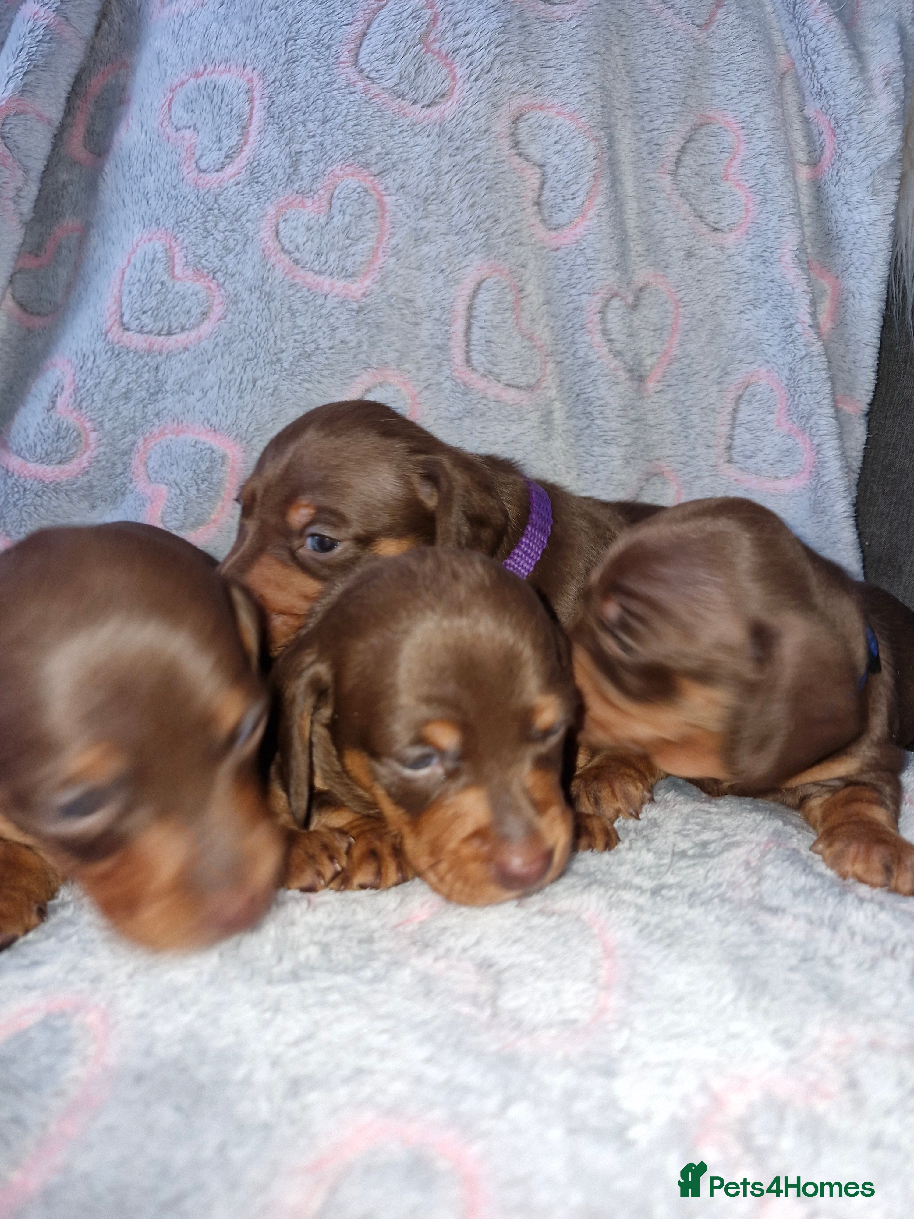 Dachshund dogs Miniature dashound  - Advert 1