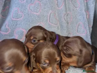 Dachshund dogs Miniature dashound - Advert 1