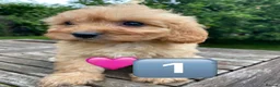 Cavapoo dogs for sale: F1 Cavapoo Puppys. - Advert 3