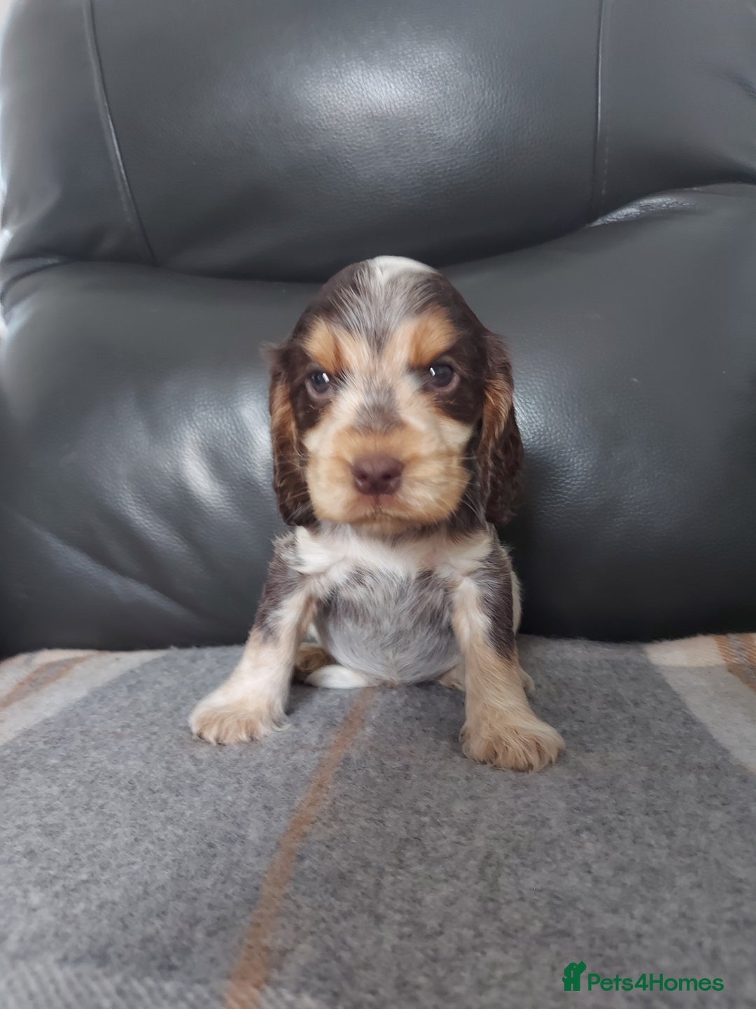 Cocker Spaniel dogs for sale: 8 beautiful kc reg show cocker puppy for sale - Image 4