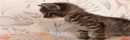 Mixed Breed cats for sale: Beautiful Kittens - Advert 8