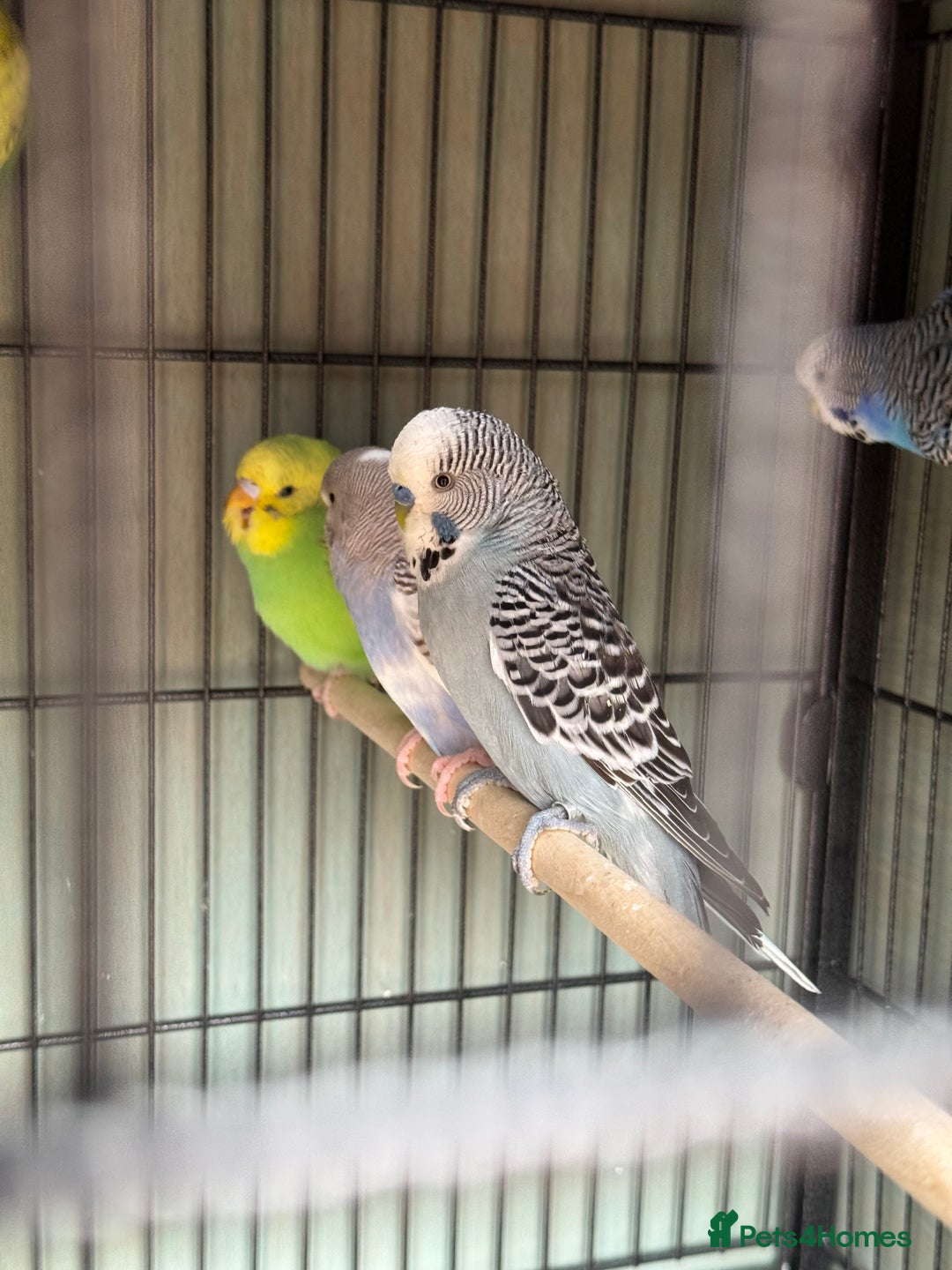 Budgerigars birds for sale: 6 to 8 weeks baby budgies and some adults males. - Image 8