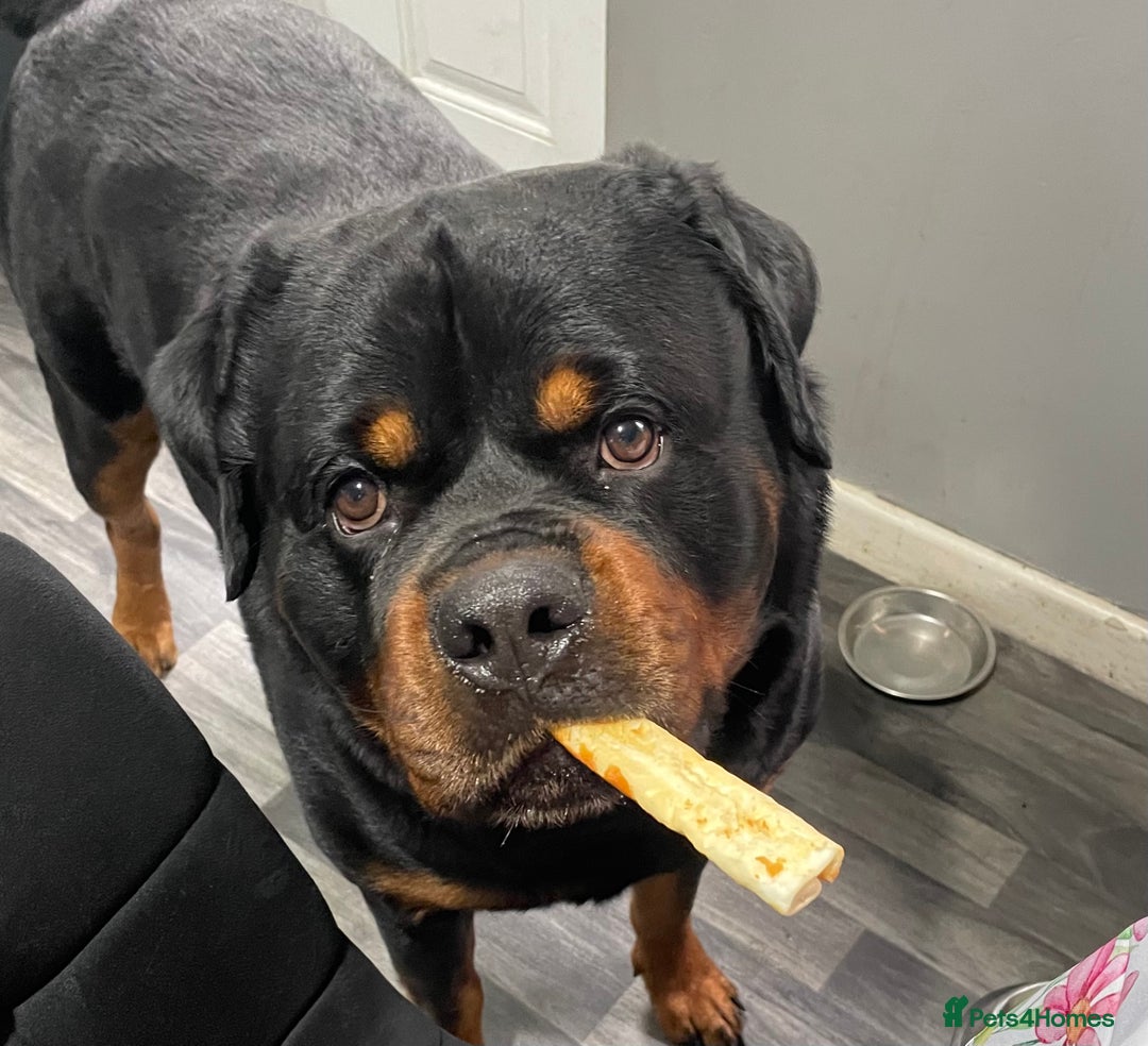 Rottweiler dogs for sale: Looking for new home  - Image 6