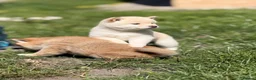 Japanese Shiba Inu dogs for sale: Health tested Shiba puppies - Advert 5