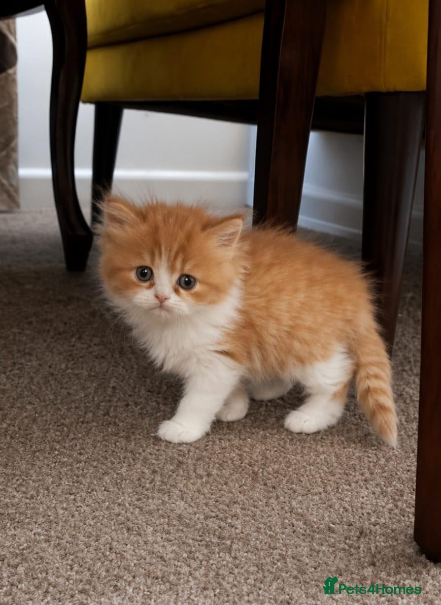 Persian cats 🌟 Stunning Golden Persian Chinchilla Male Kitten - Advert 1