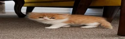 Persian cats for sale: 🌟 Stunning Golden Persian Chinchilla Male Kitten in East Molesey - Advert 1