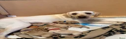Labrador Retriever dogs for sale: Labrador puppies  in Burnley - Advert 1