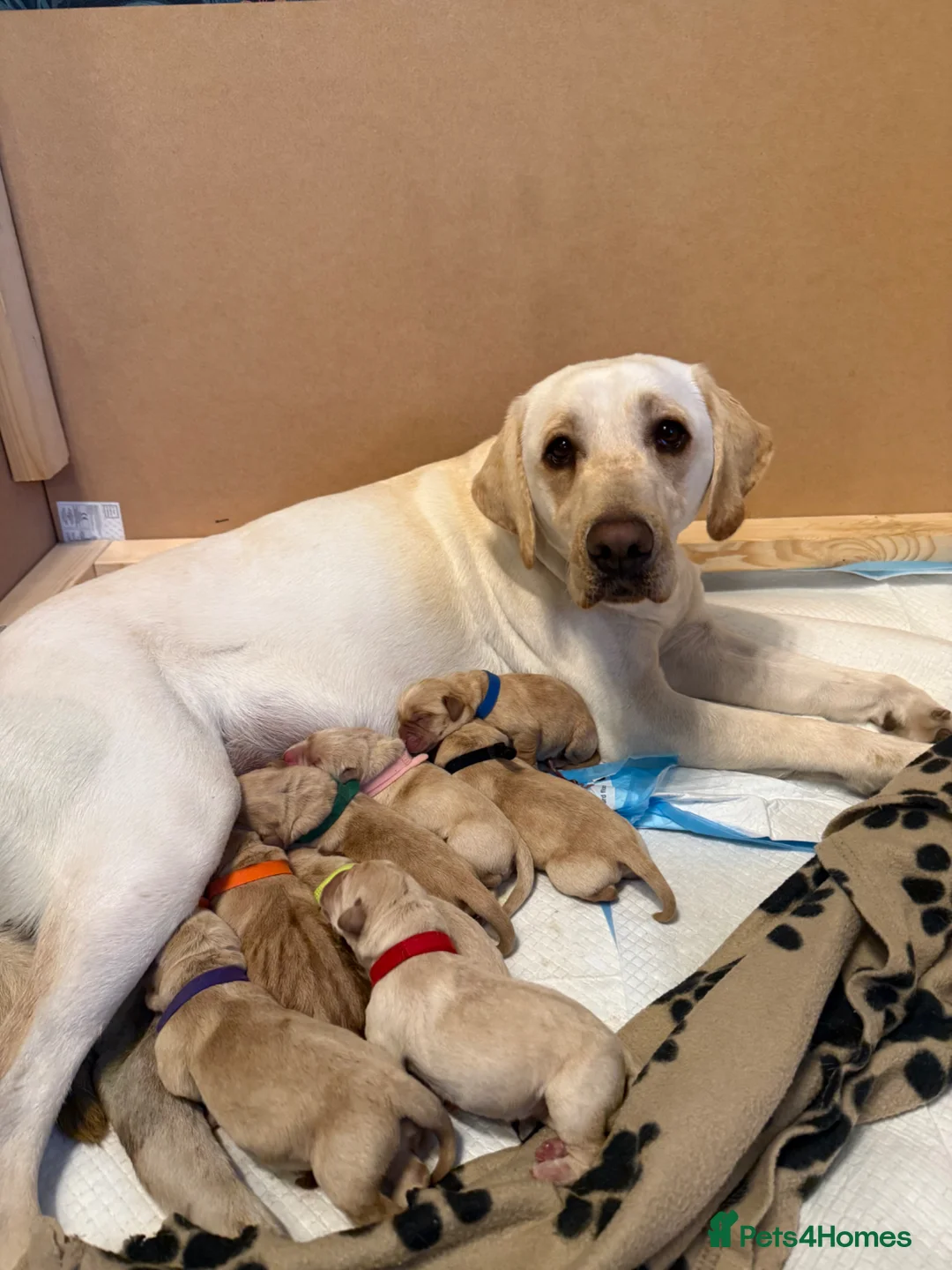 Labrador Retriever dogs for sale: Labrador puppies  in Burnley - Advert 1