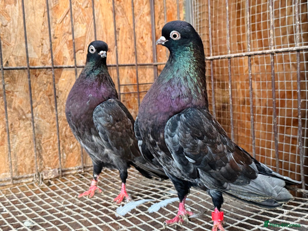 Pigeons birds for sale: RARE COLOUR PORTUGUESE TUMBLER PIGEONS - Advert 2