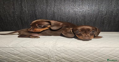 Miniature Dachshund dogs Kc miniature-dachshund pups - Advert 7