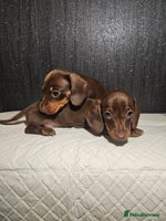 Miniature Dachshund dogs Kc miniature-dachshund pups - Advert 7