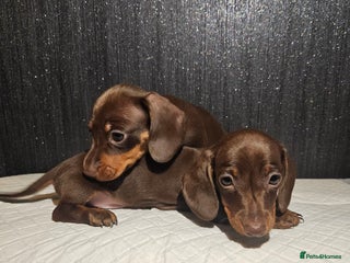 Miniature Dachshund dogs Kc miniature-dachshund pups - Advert 5