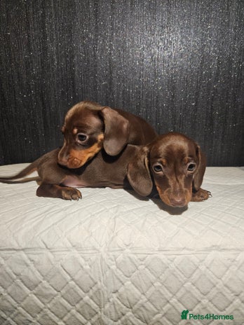 Miniature Dachshund dogs Kc miniature-dachshund pups - Advert 3