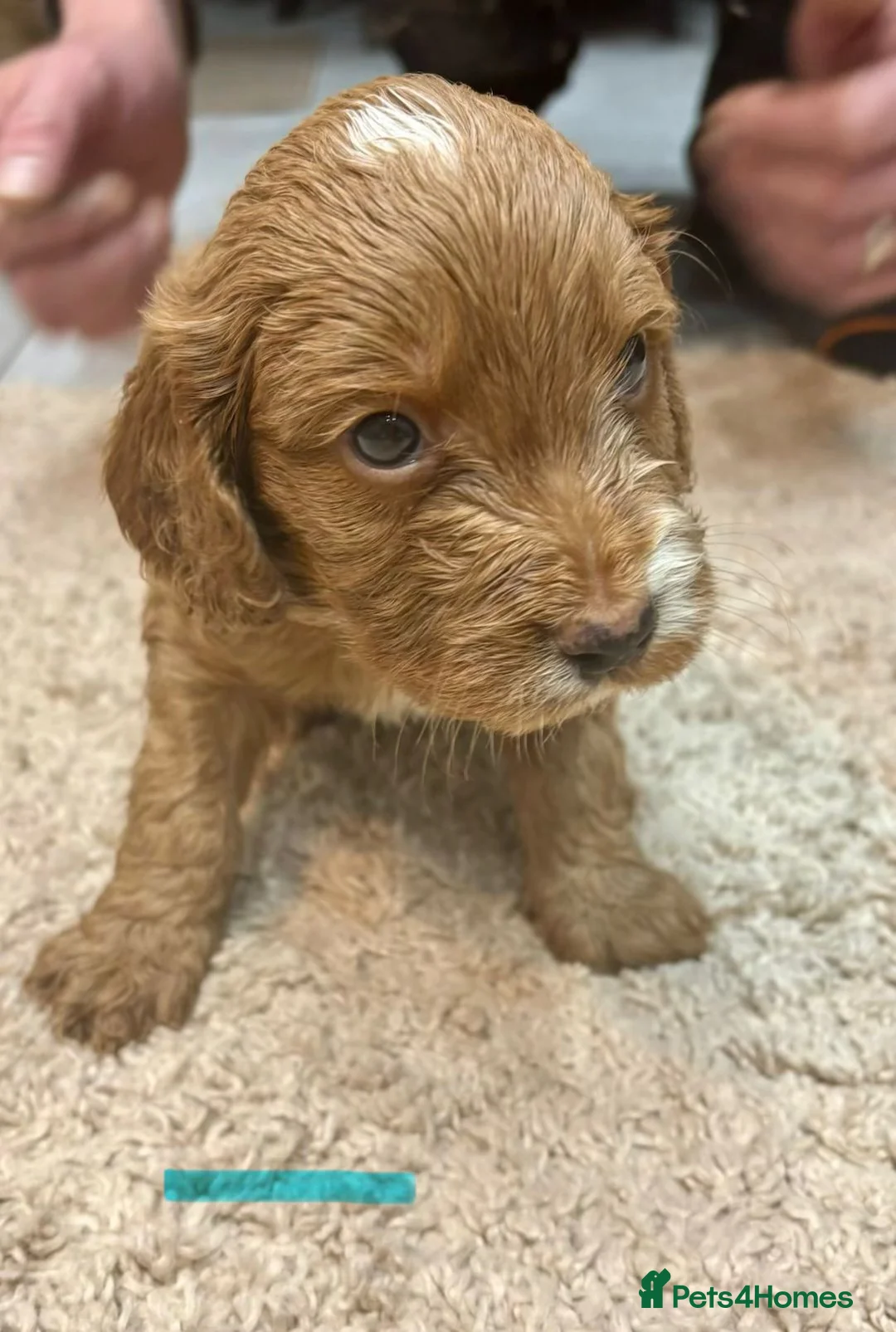 Cockapoo dogs for sale: Beautiful f1 red cockerpoos - Advert 3